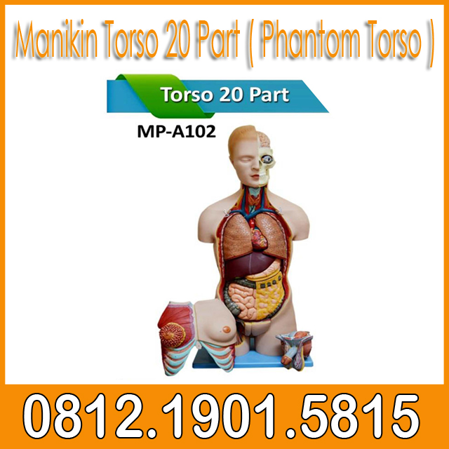 Manikin Torso 20 Part ( Phantom Torso )
